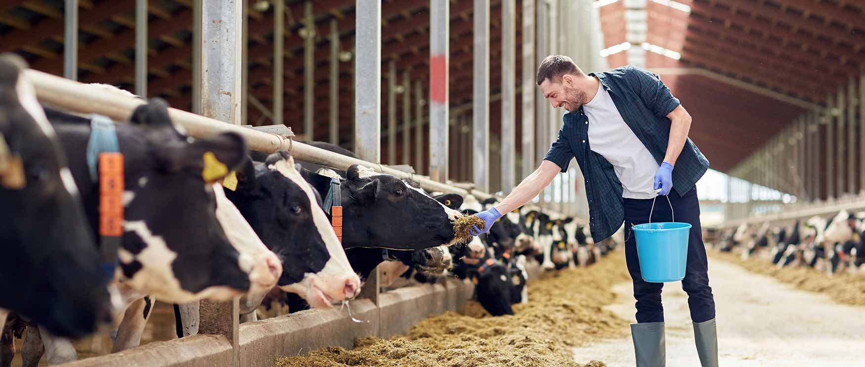 farmer feeding dairy cows